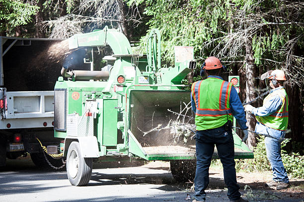 Best Hazardous Tree Removal  in Fort Dix, NJ